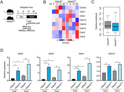 HDAC3 regulates the diurnal rhythms of claudin expression and intestinal permeability